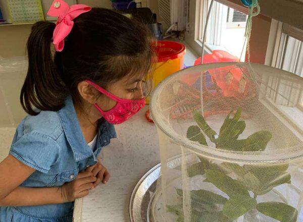An Elisabeth Morrow School student with pink mask looks at plant during project based learning.