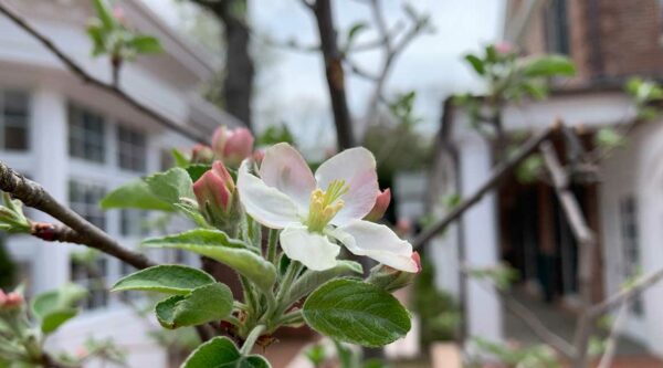 An apple bloom at Elisabeth Morrow School