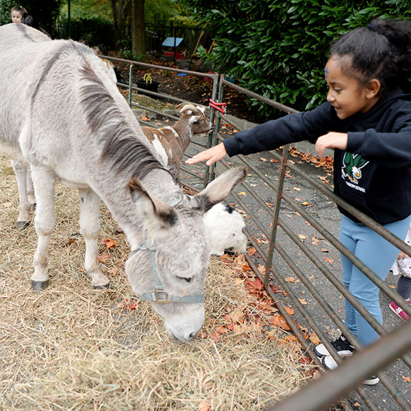 EMS student petting a donkey at our petting zoo during the 2023 Fall Festival